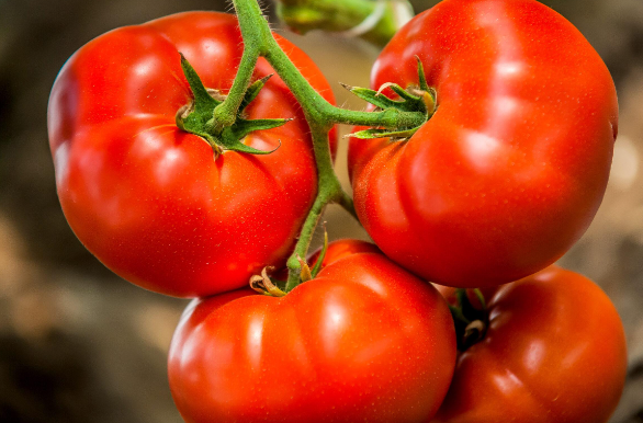 Fresh Tomatoes, 1kg - Internal Use Only